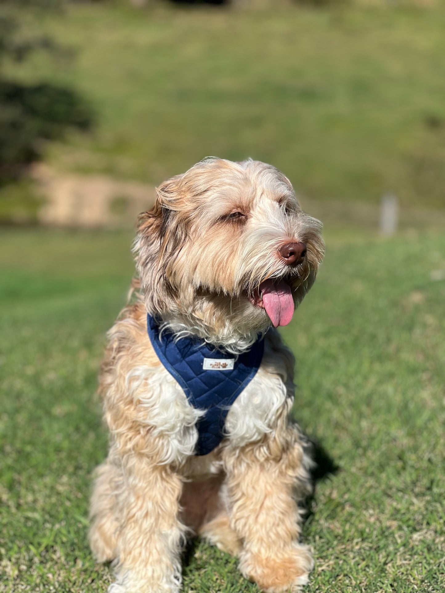 Luxury Dog Accessory Collection - Velvet Blue