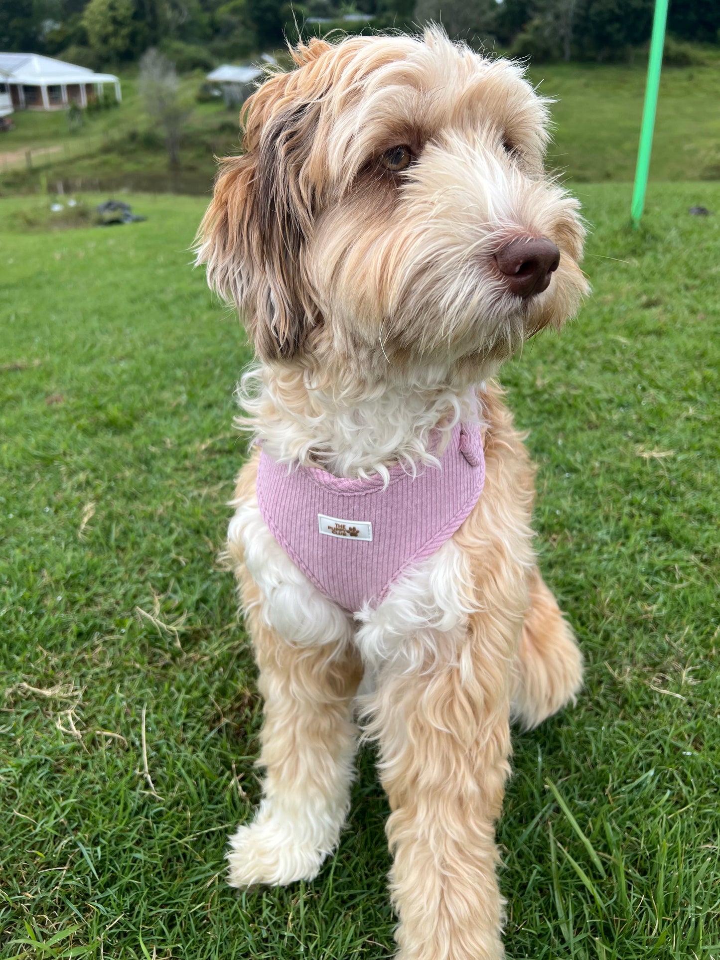 Adjustable Harness - Corduroy Pink