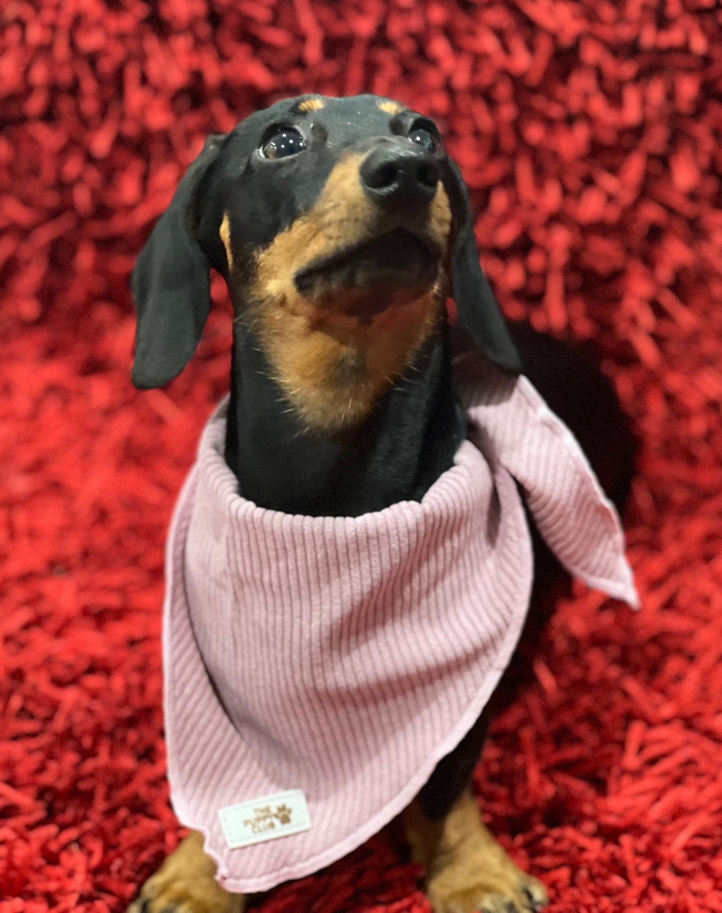 Bandana - Corduroy Pink