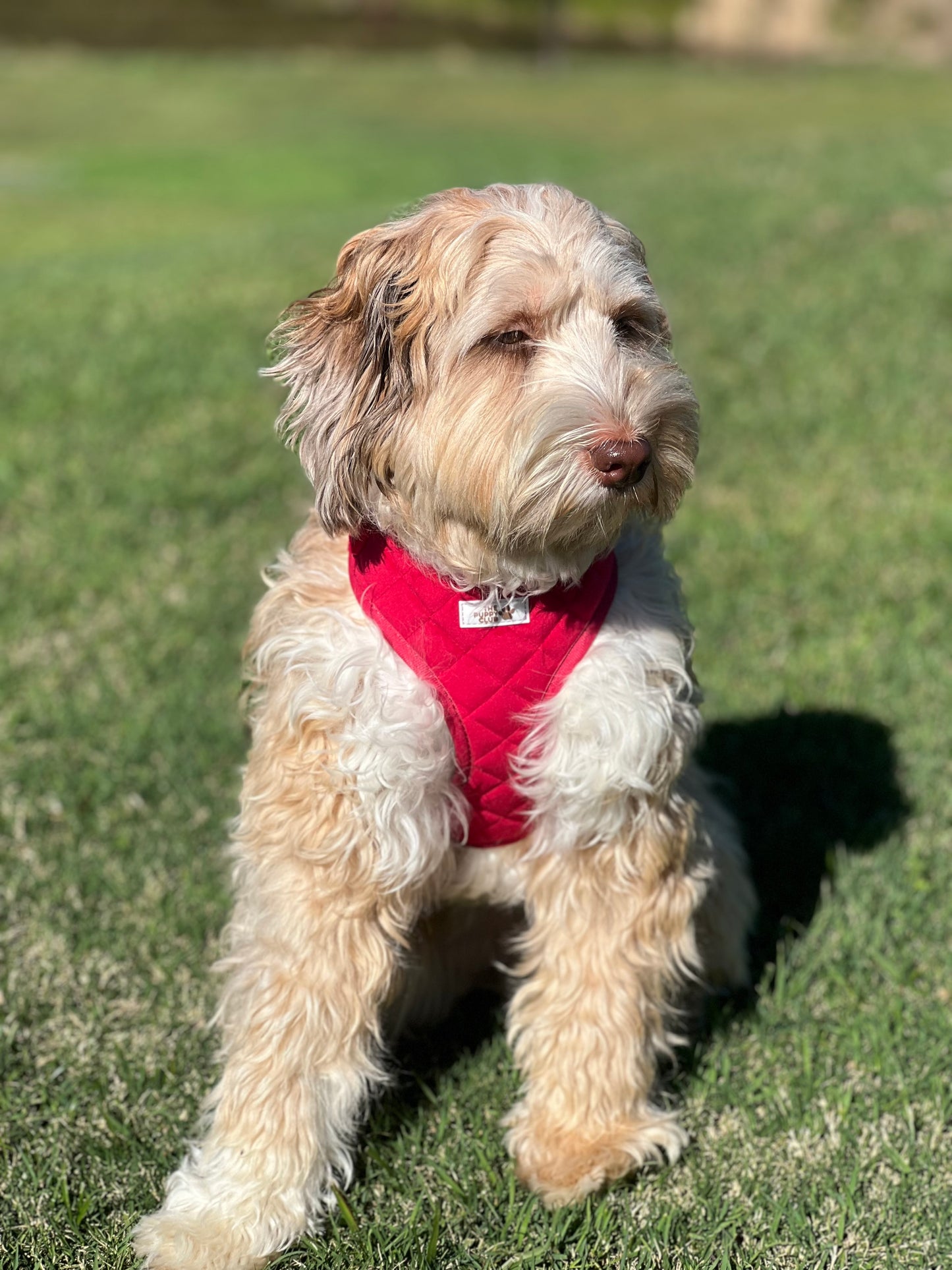 Luxury Dog Accessory Collection - Velvet Red