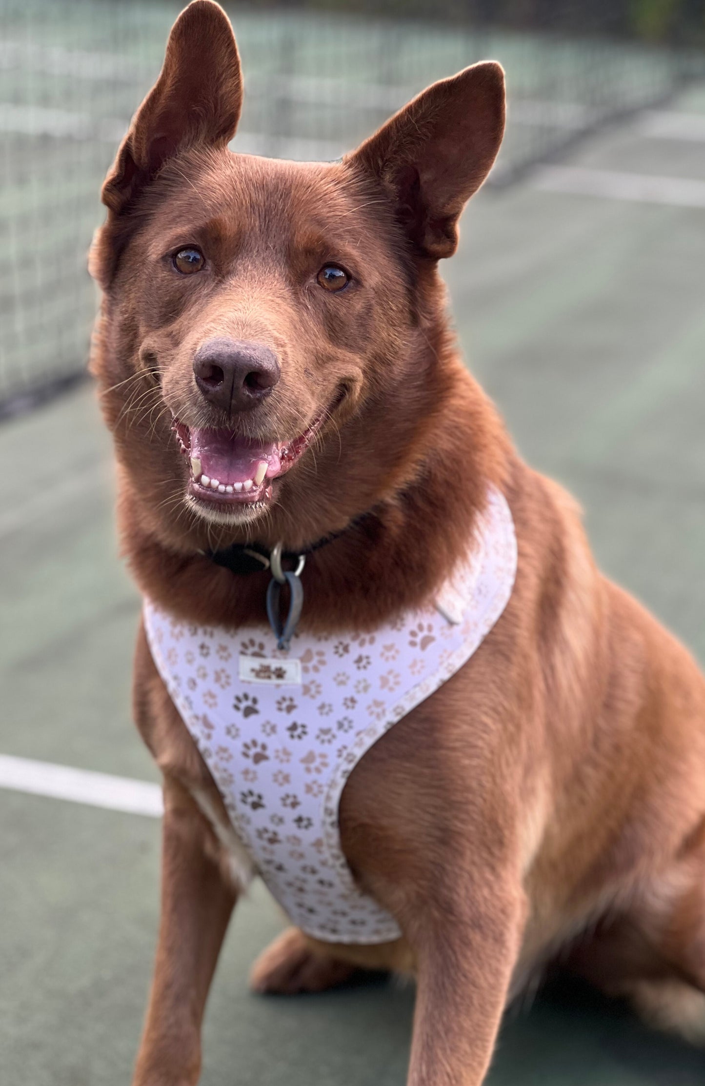 Harness and Leash Set - Paws