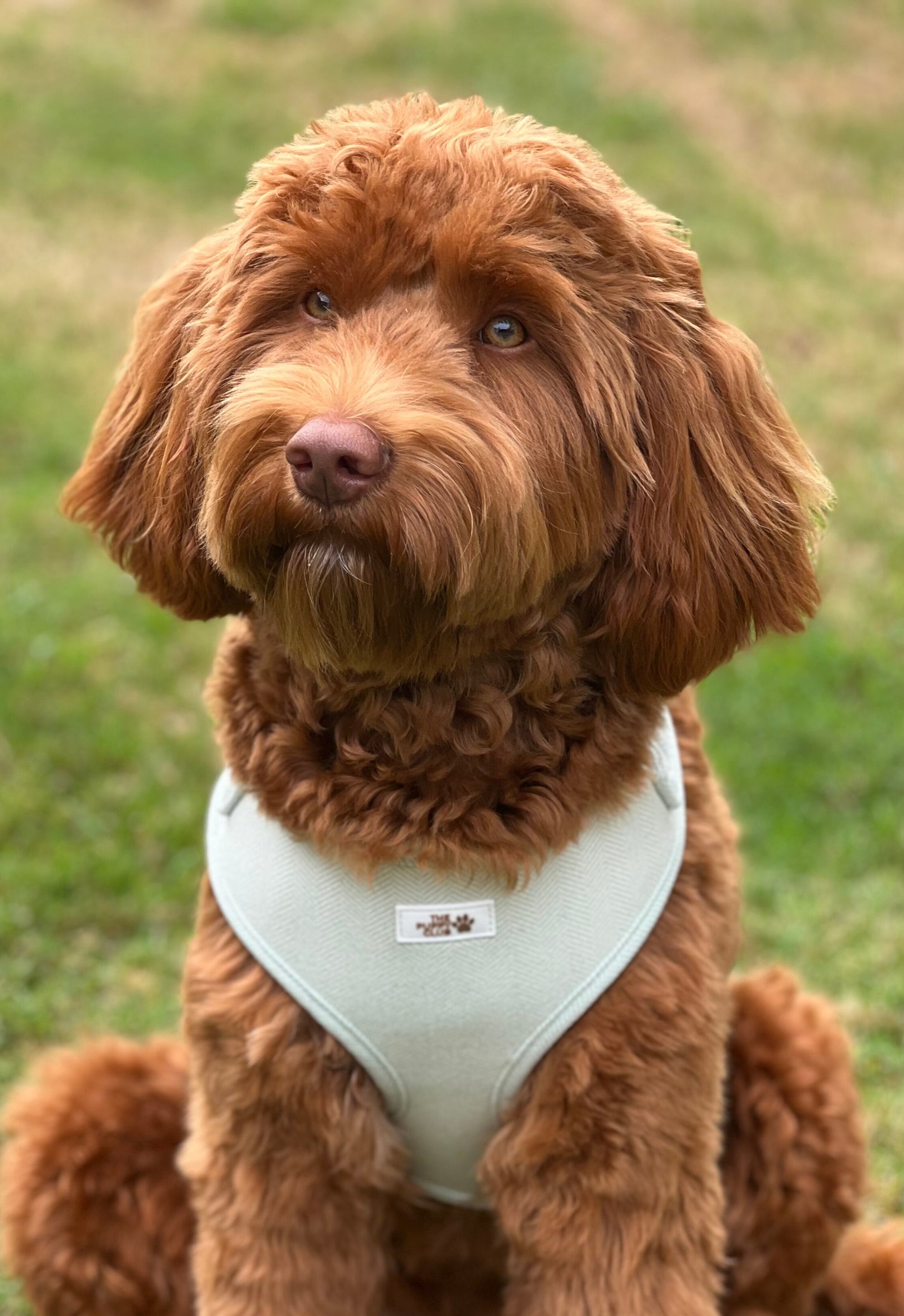 Complete Dog Accessory Collection - Tweed Green
