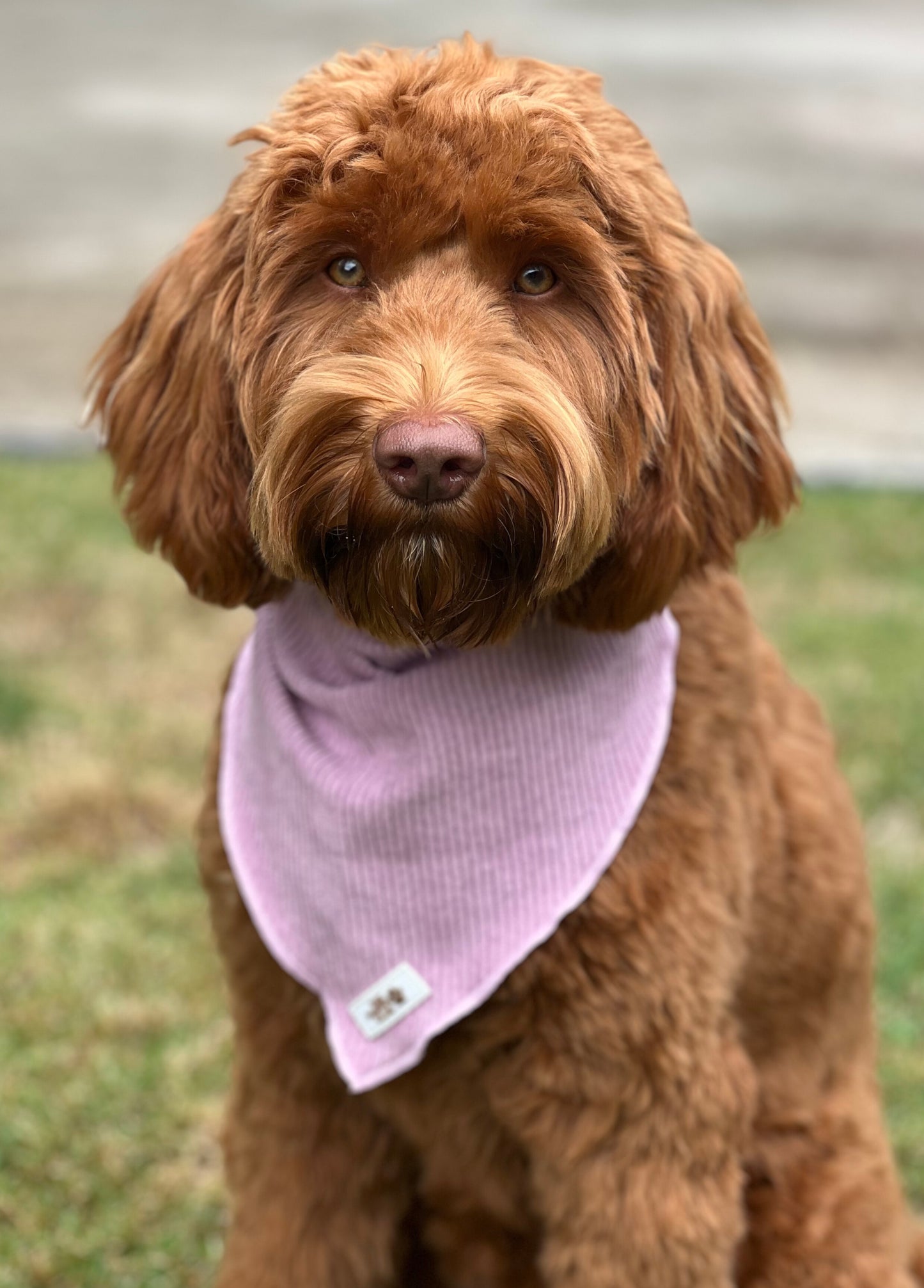 Complete Dog Accessory Collection - Corduroy Pink