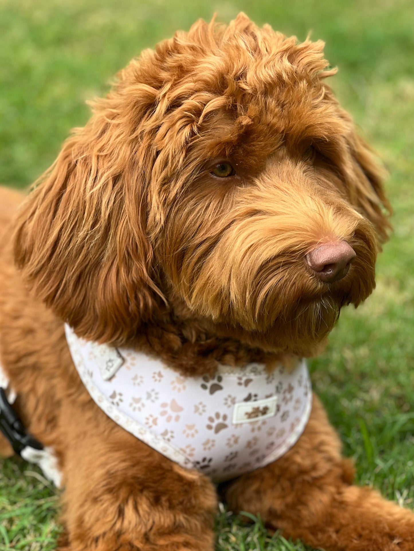 Complete Dog Accessory Collection - Paws