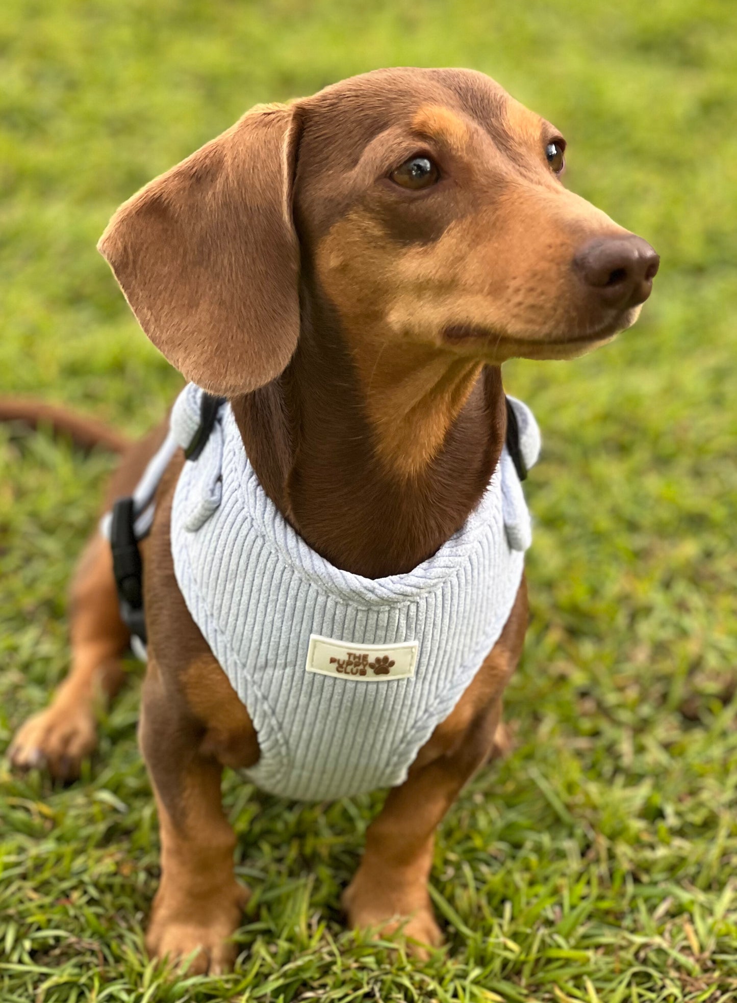 Harness and Leash Set - Corduroy Blue
