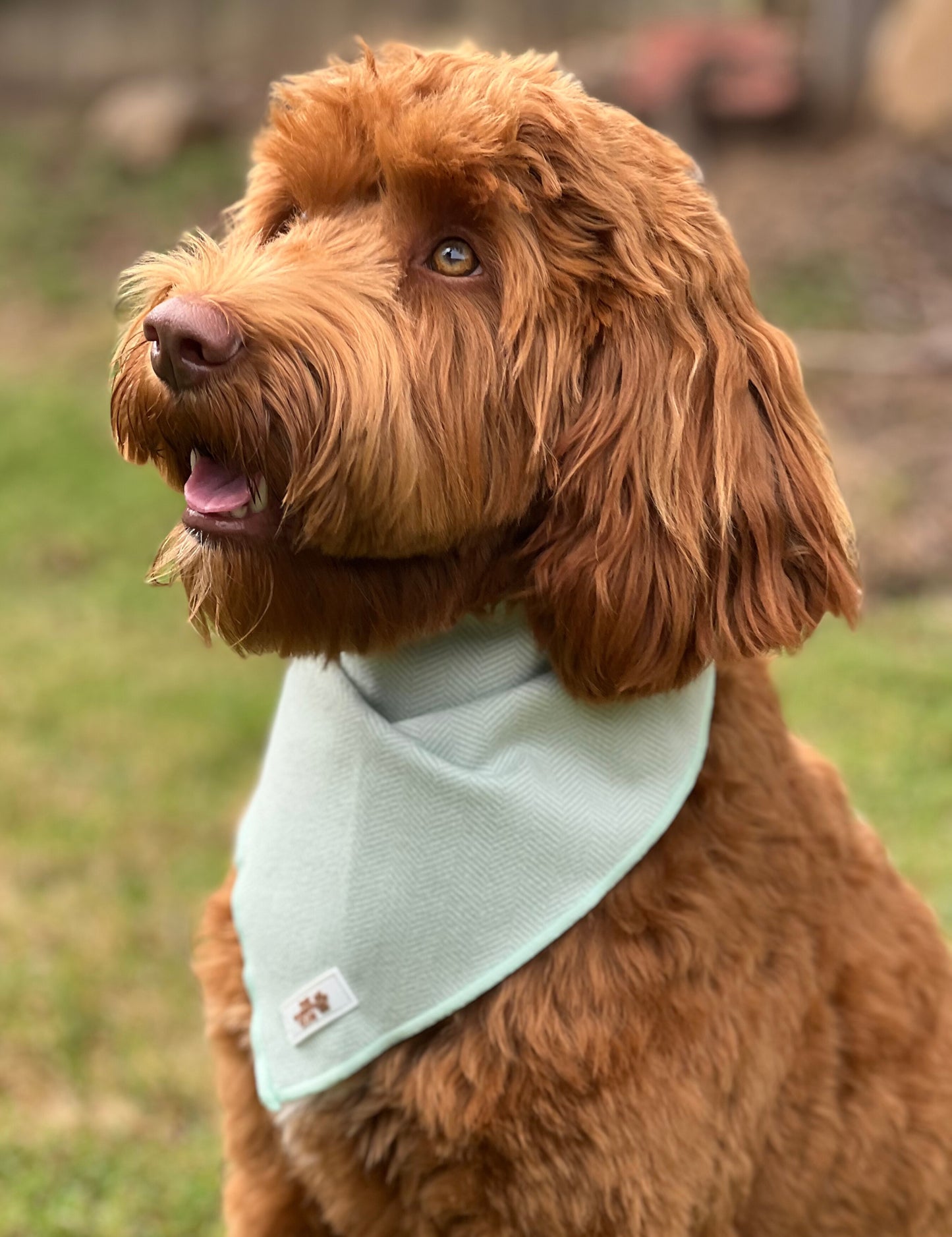 Complete Dog Accessory Collection - Tweed Green