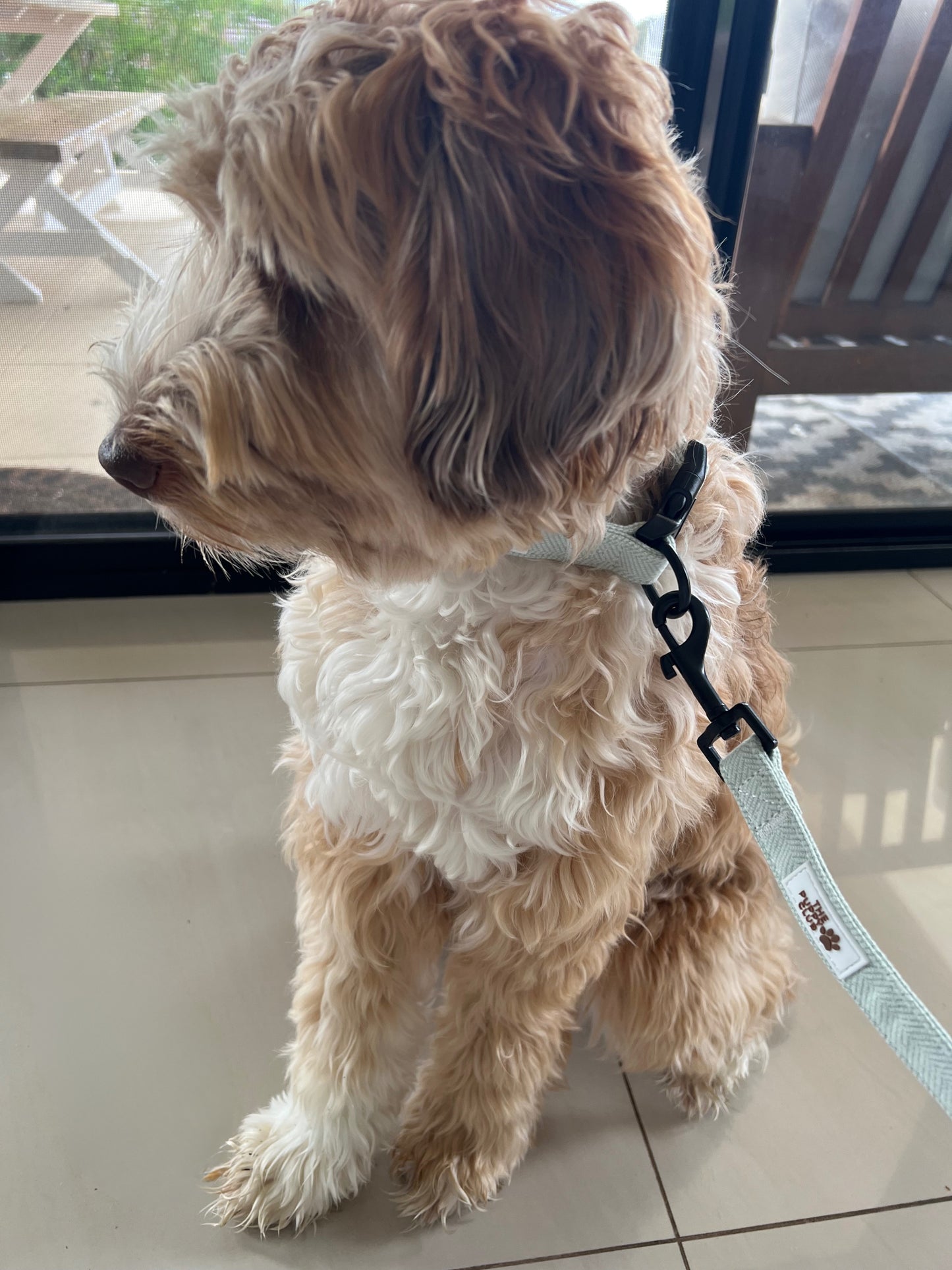 Collar and Leash Set - Tweed Green