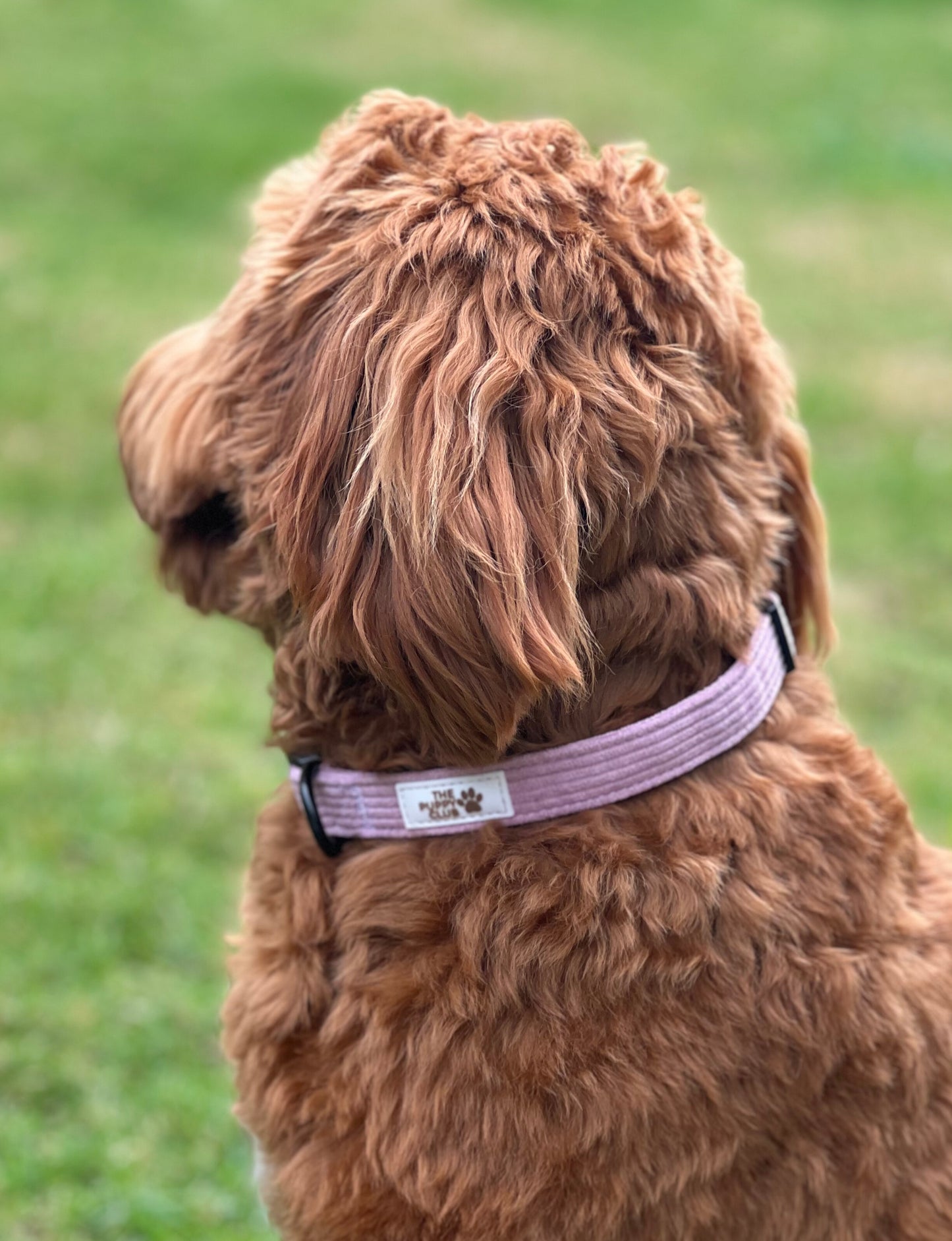 Complete Dog Accessory Collection - Corduroy Pink