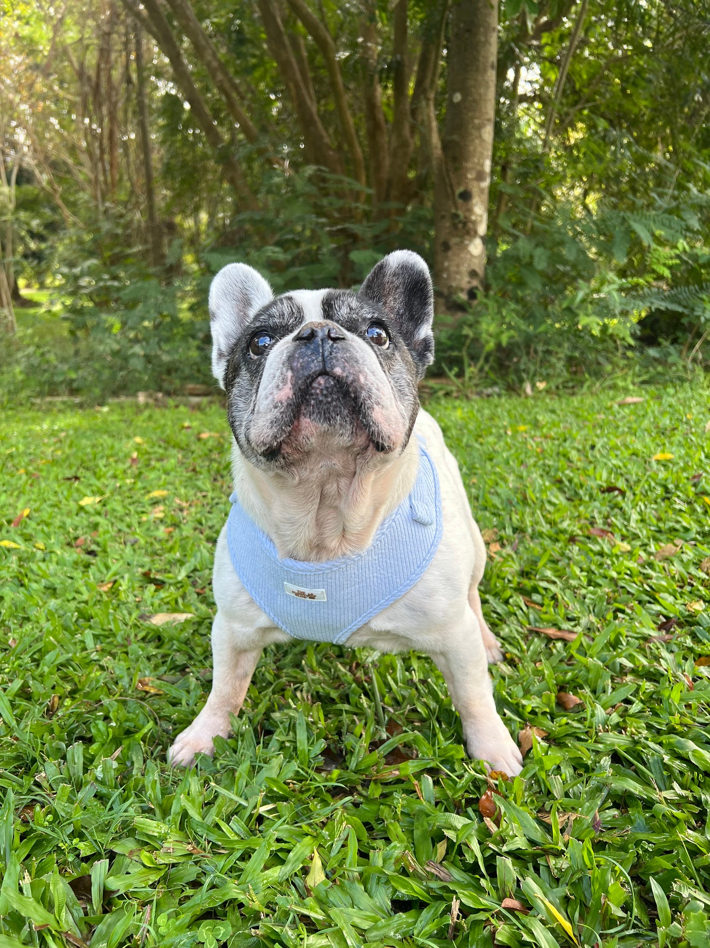 Complete Dog Accessory Collection - Corduroy Blue