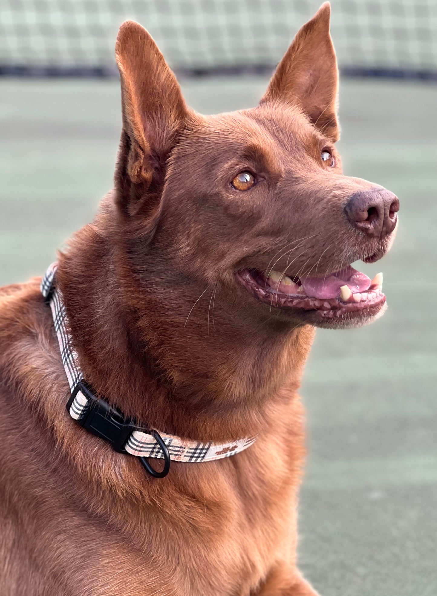 Adjustable Collar - Vintage Plaid