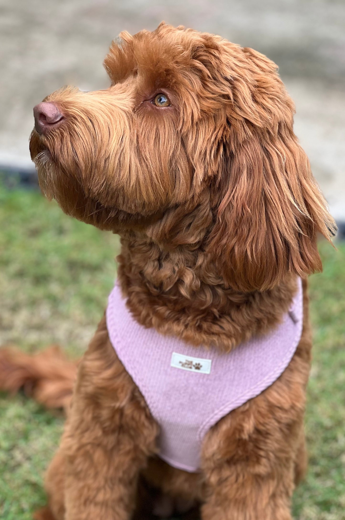 Complete Dog Accessory Collection - Corduroy Pink