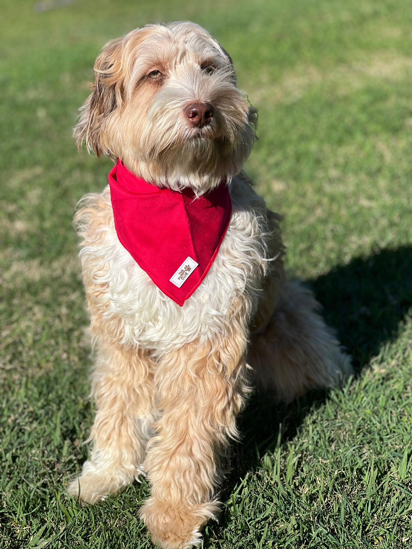 Luxury Dog Accessory Collection - Velvet Red