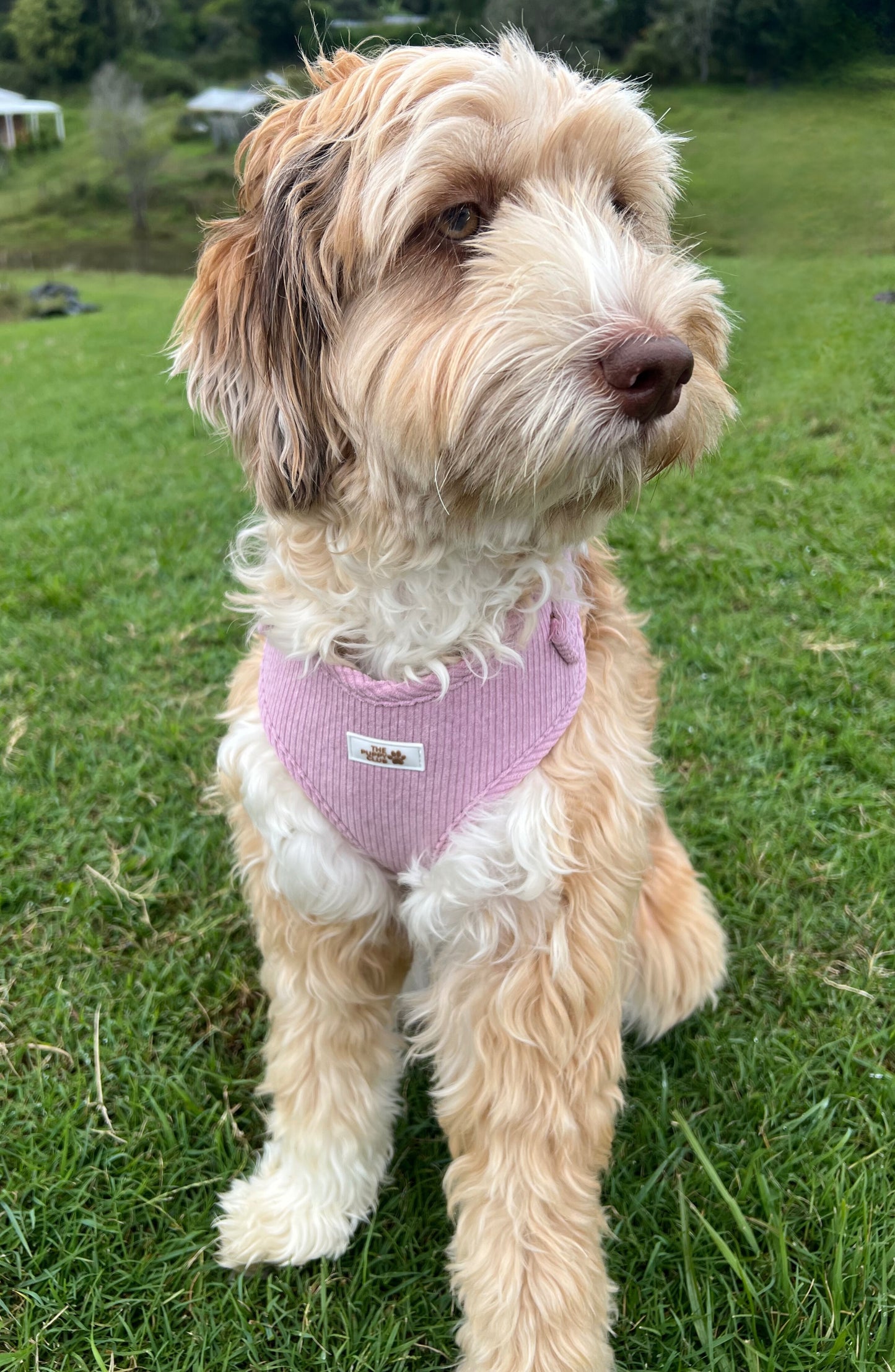 Harness and Leash Set - Corduroy Pink
