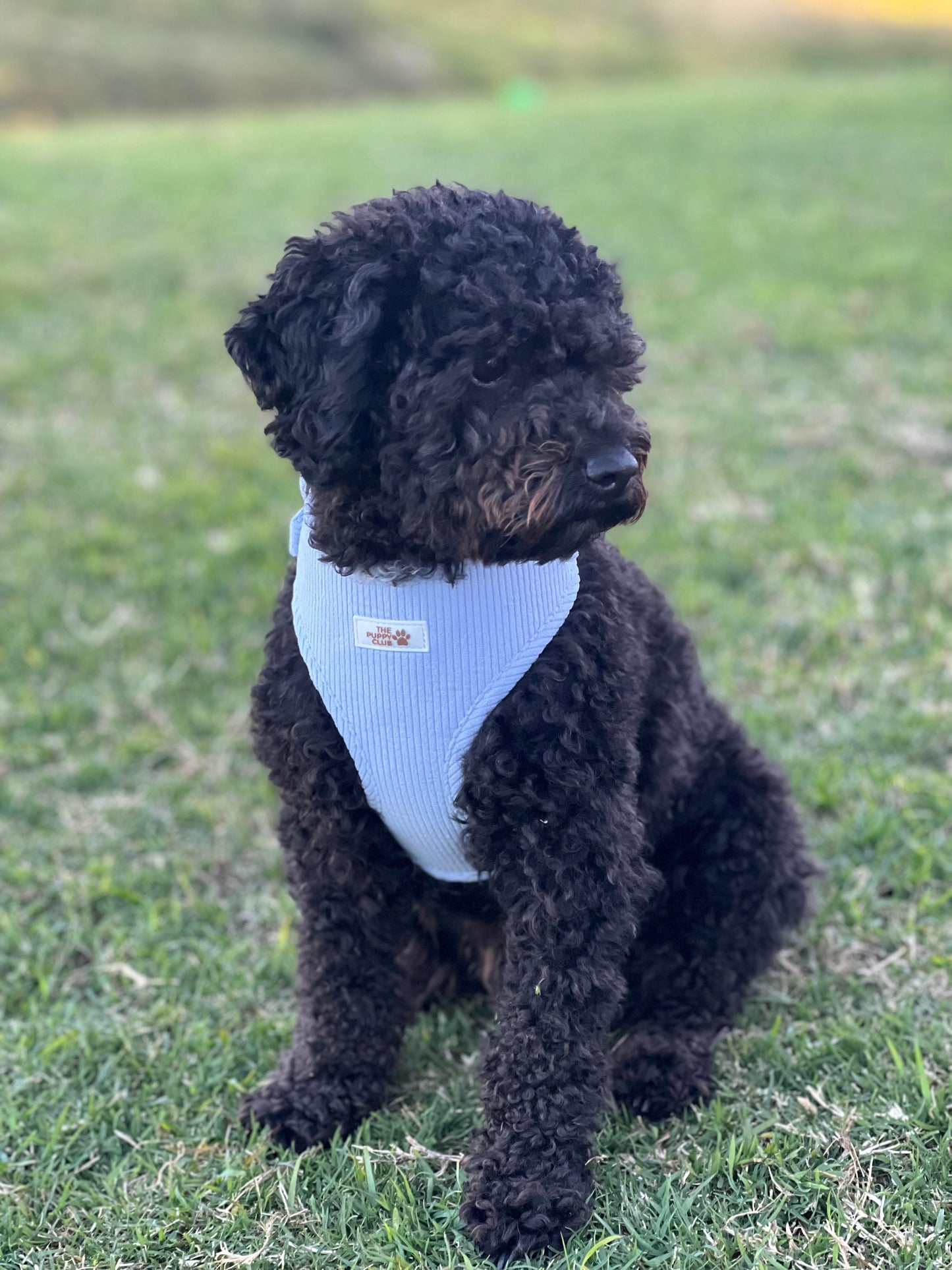 Adjustable Harness - Corduroy Blue