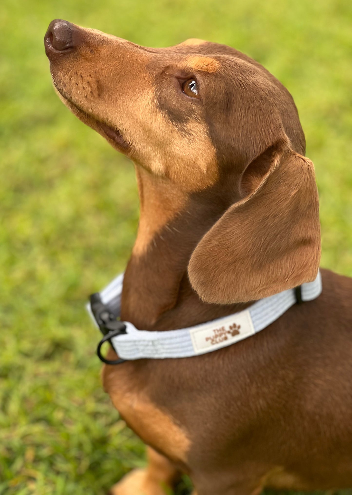 Collar and Leash Set - Corduroy Blue