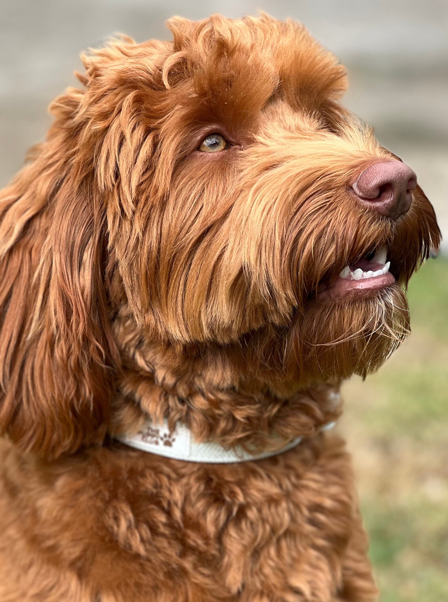 Complete Dog Accessory Collection - Tweed Green