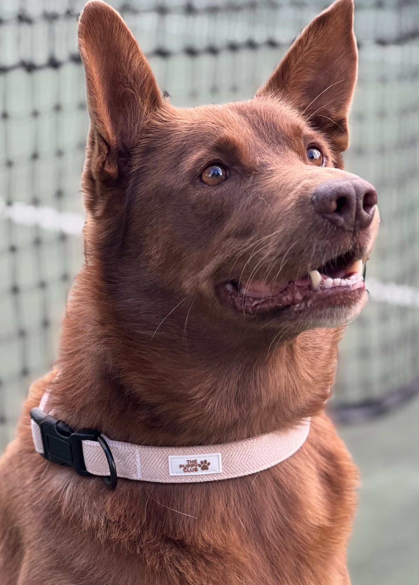 Collar and Leash Set - Tweed Beige