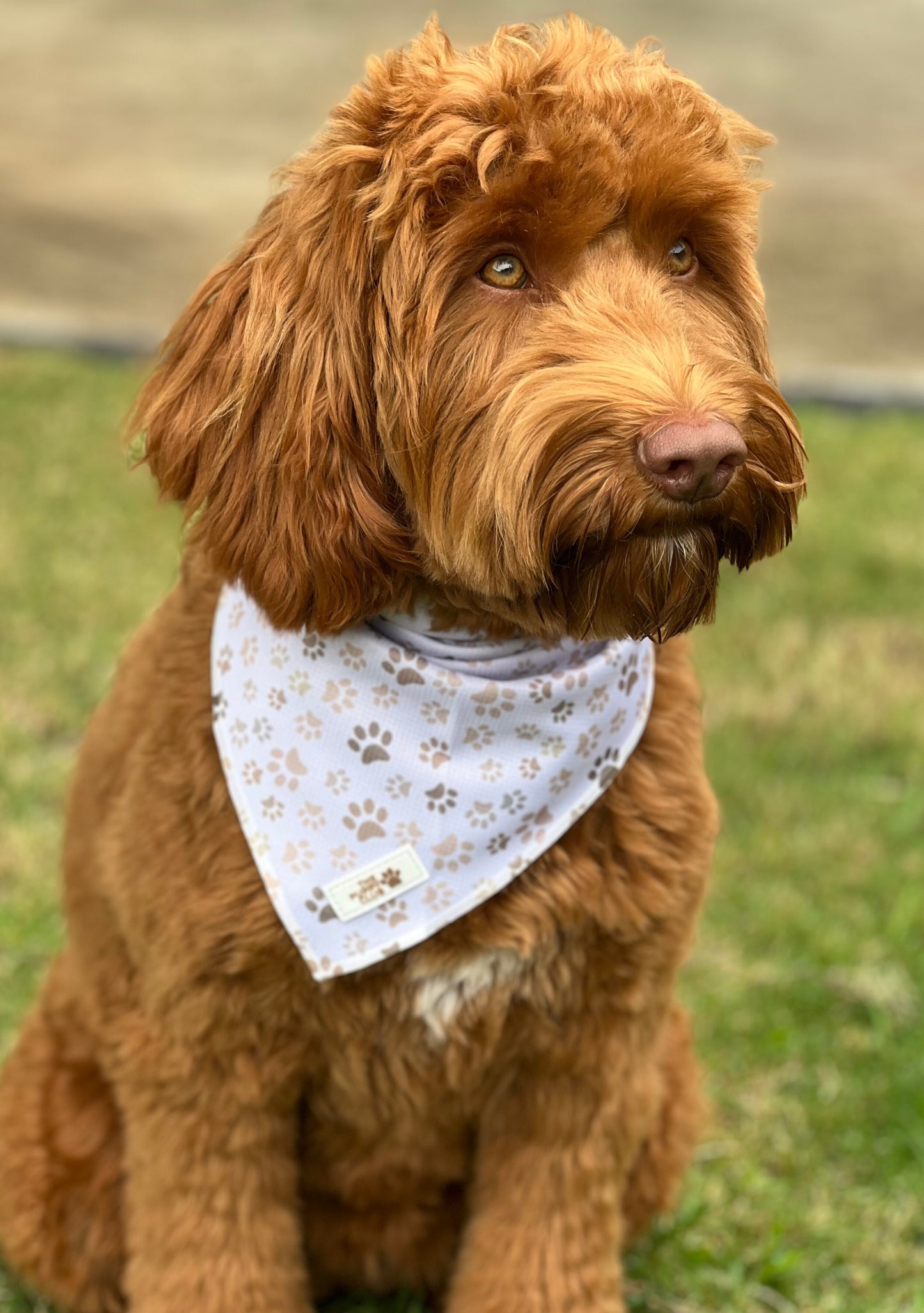 Complete Dog Accessory Collection - Paws