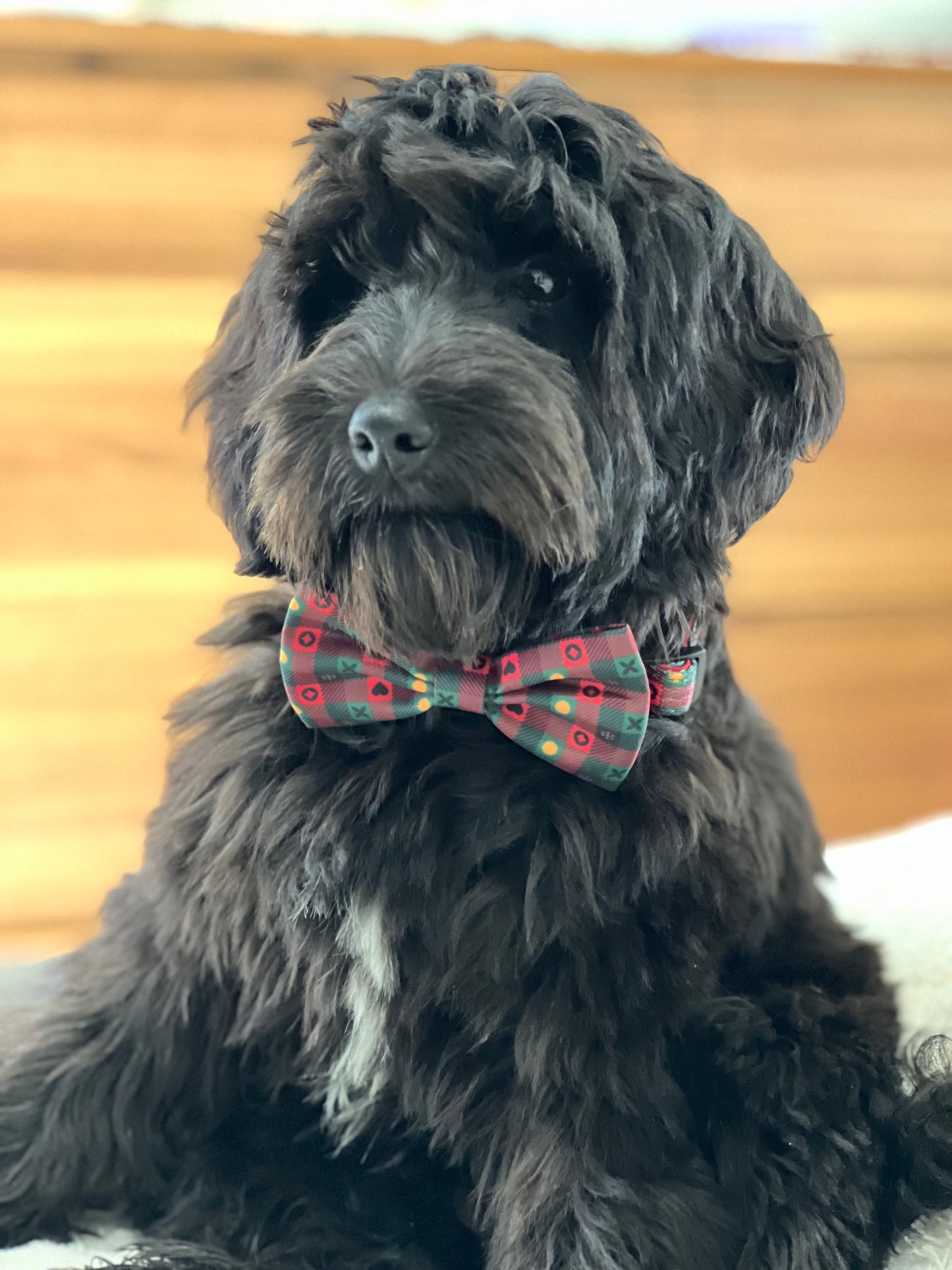 Christmas Collar - Holiday Plaid