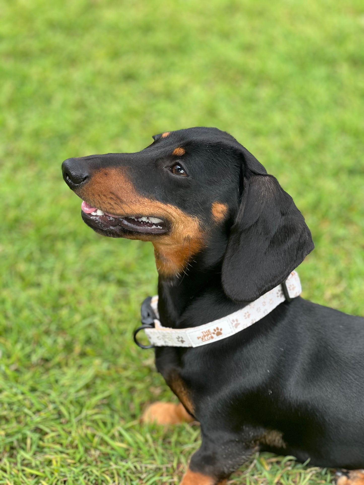 Collar and Leash Set - Paws