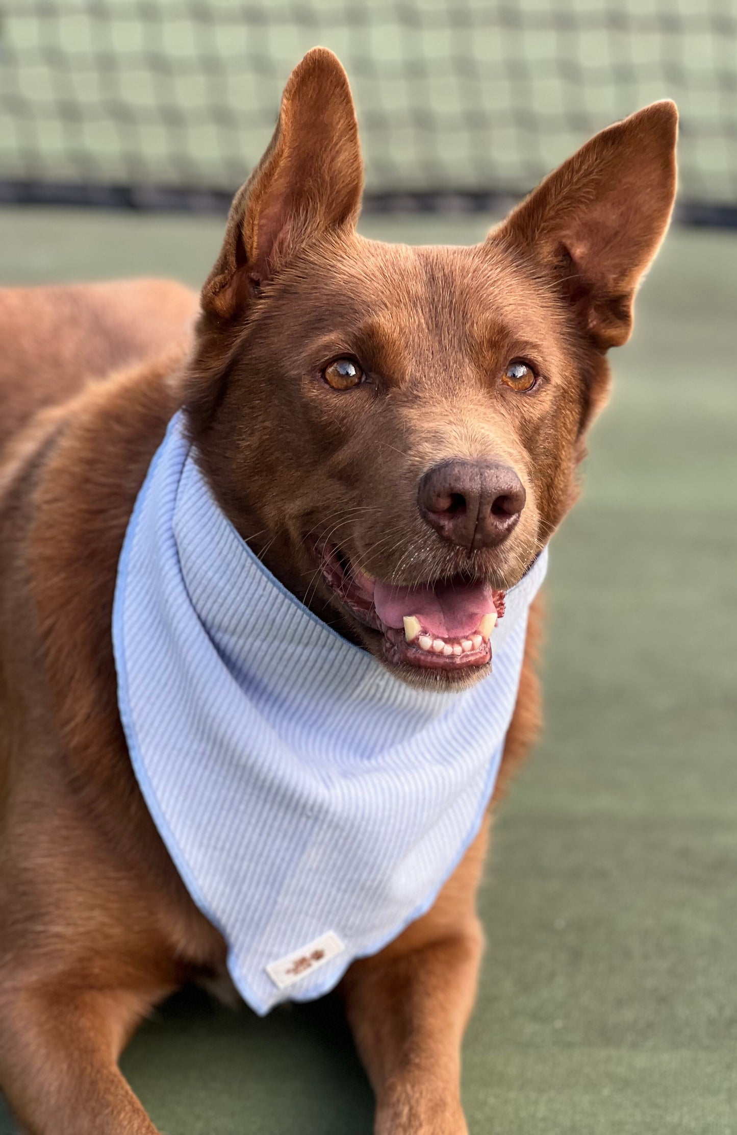 Complete Dog Accessory Collection - Corduroy Blue