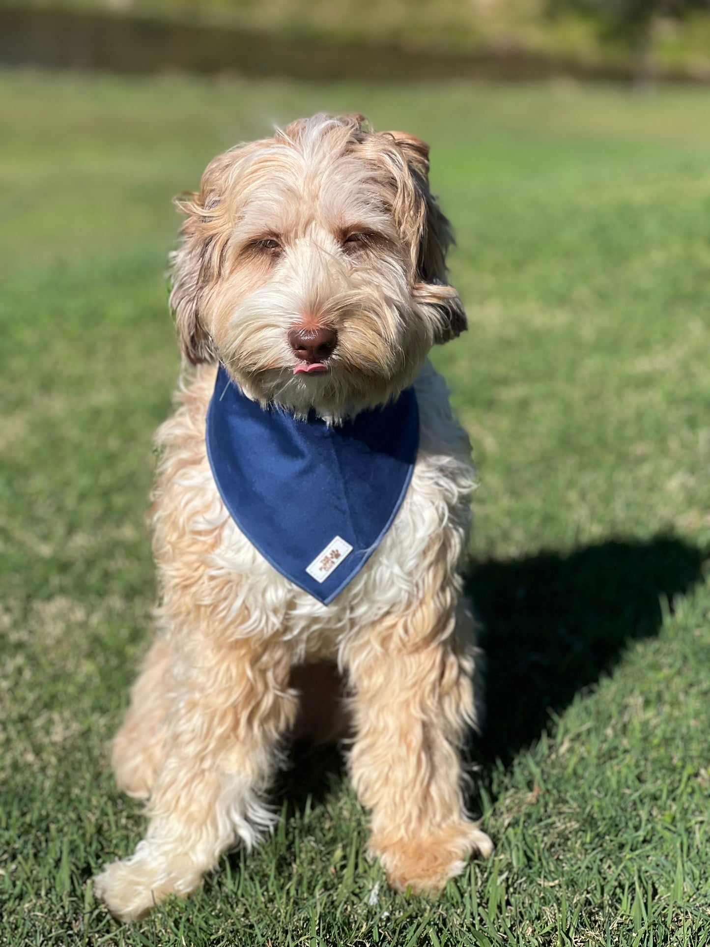Luxury Dog Accessory Collection - Velvet Blue