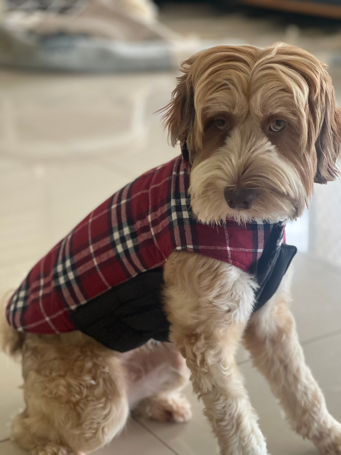 Reversible Dog Coat - Red/Black