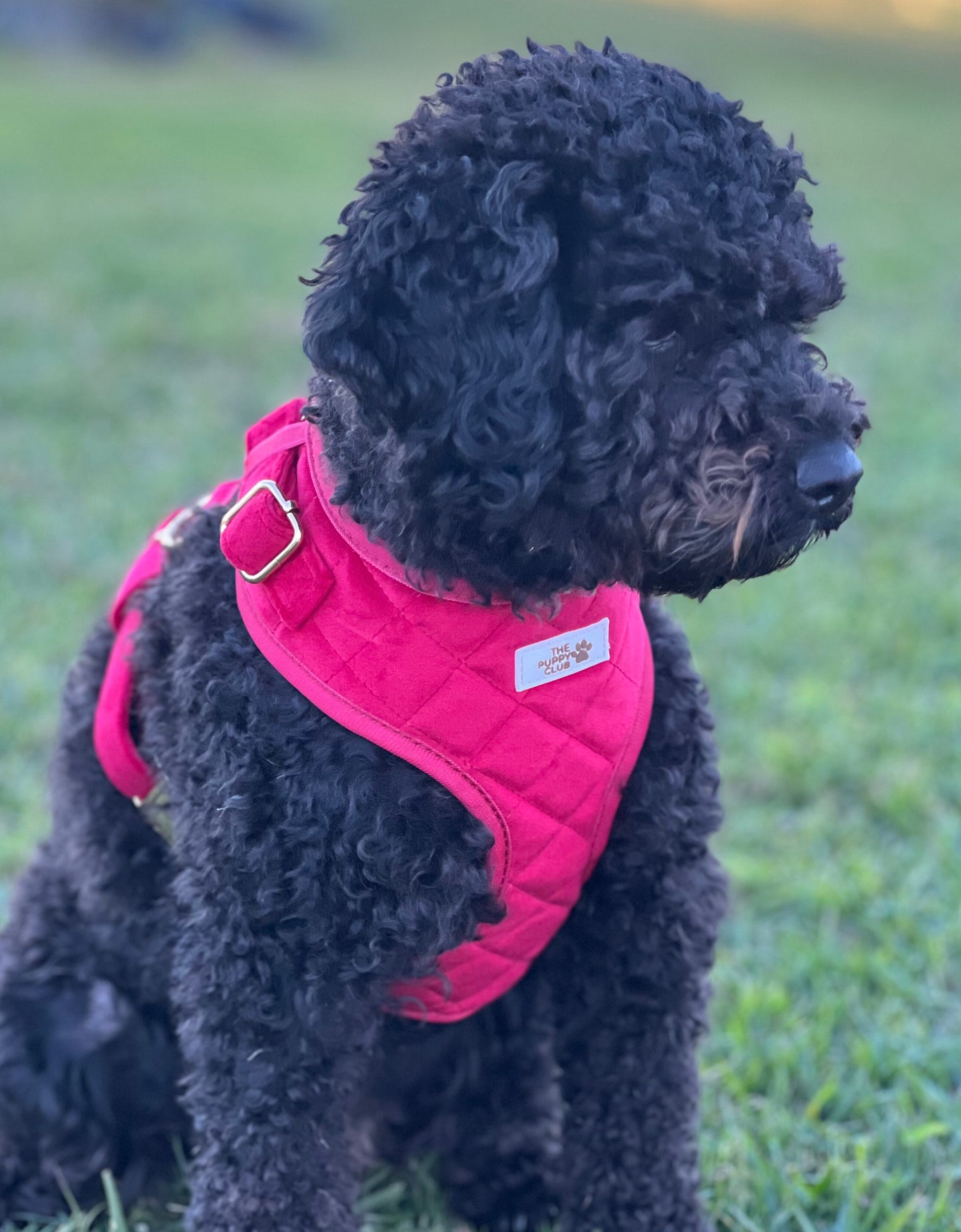 Luxury Adjustable Harness - Velvet Red